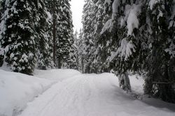 Alberi (12), Alta Val Badia (146), Sci Alpino (290)